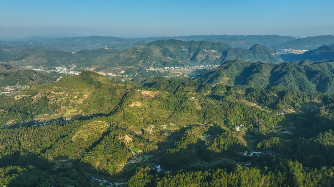 酉阳高桥油茶种植基地1.png