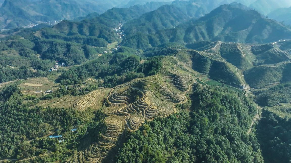 酉阳可大乡油茶种植基地1.png